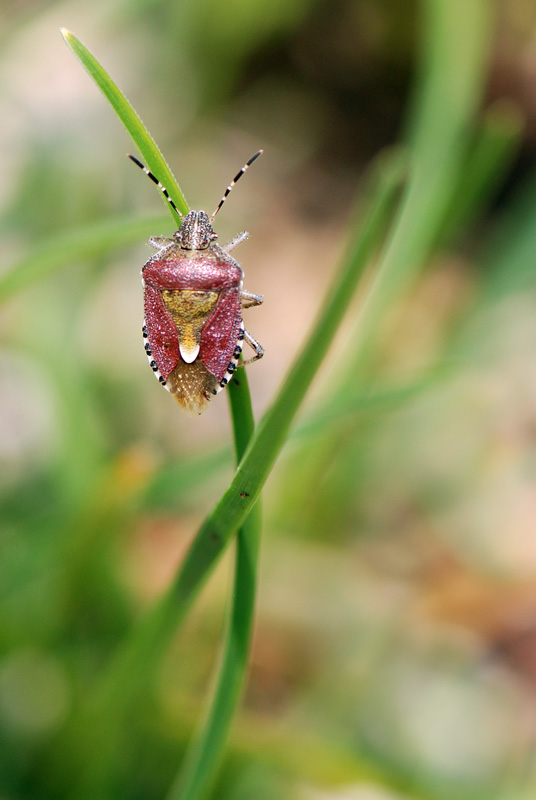 Pentatomidae: Dolycoris baccarum nelle Prealpi Vicentine